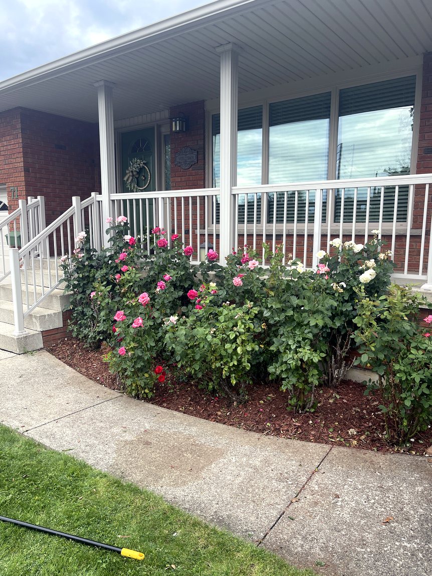 Front garden after