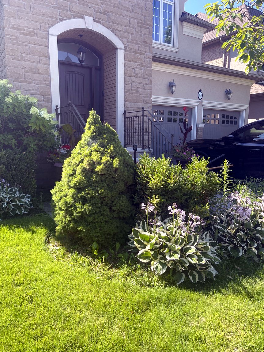 Overgrown garden bed full of weeds before clean-up