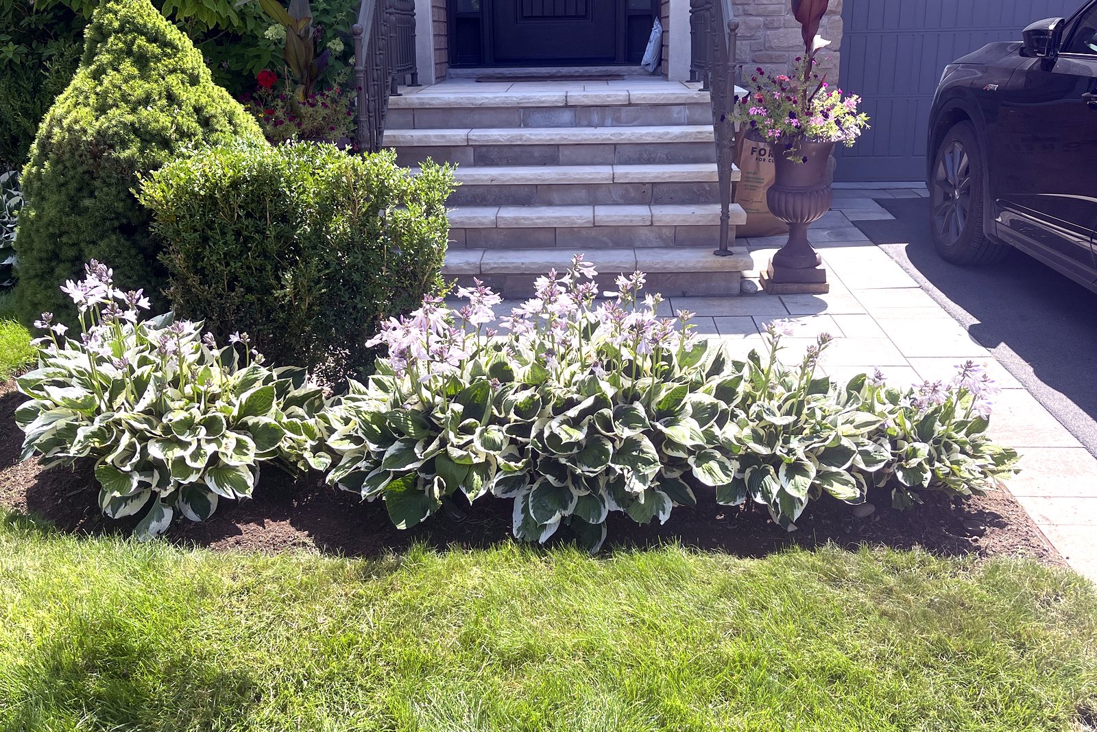 Front yard landscaping